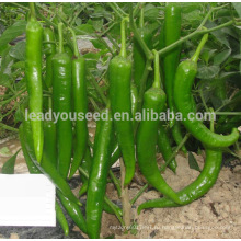 Р28 Lvjian нет.12 средне-раннего срока созревания гибрид зеленые семена перец 